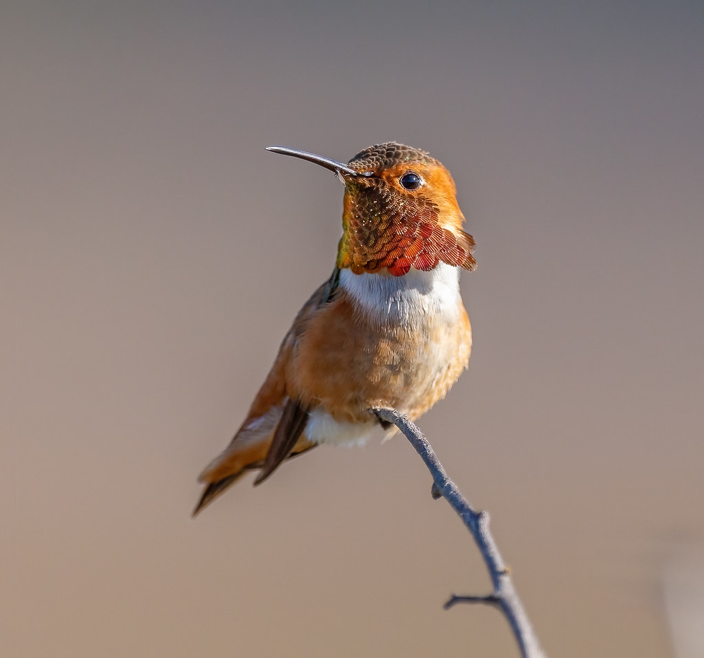 Allen's hummingbird thumbnail