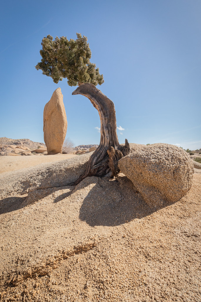 Joshua Tree thumbnail