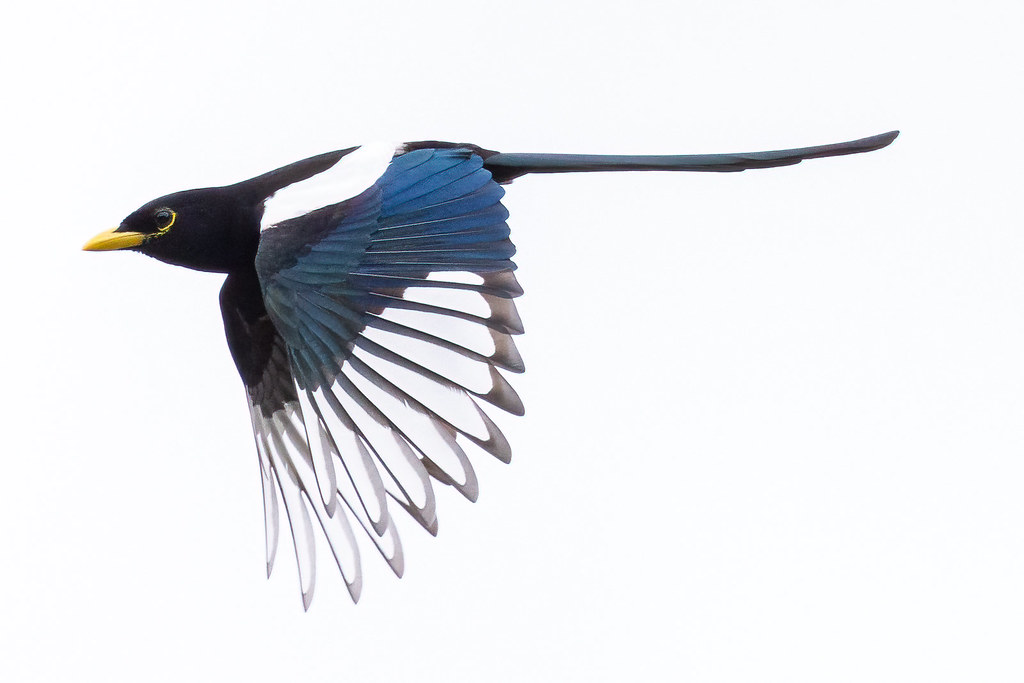 Yellow-billed magpie thumbnail